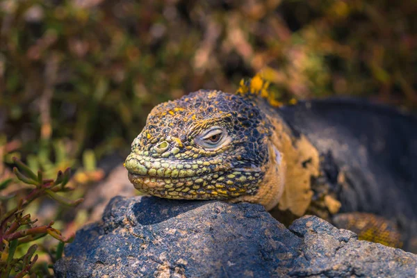 Galapagos Adaları - 24 Ağustos 2017: Endemik arazi Iguana Plaza Sur Island, Galapagos Adaları, Ekvador