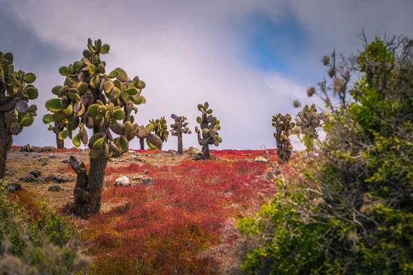 Islas Galápagos Agosto 2017 Cactus Endémicos Isla Plaza Sur Islas —  Fotos de Stock