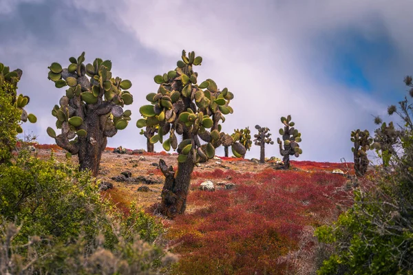 Galapagos Islands - August 24, 2017: Endemic cactus trees in Pla — Stock Photo, Image