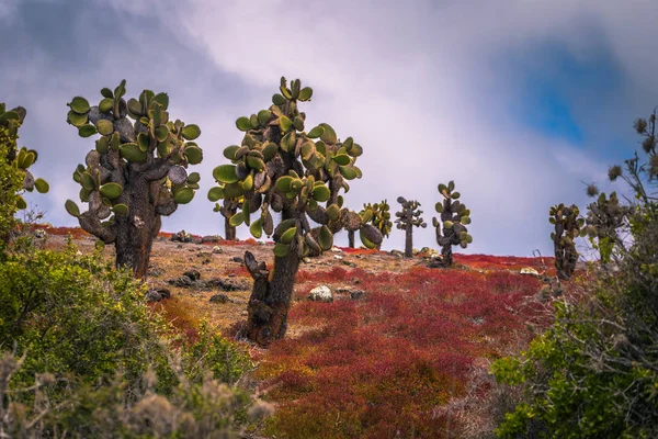 Islas Galápagos Agosto 2017 Cactus Endémicos Isla Plaza Sur Islas —  Fotos de Stock