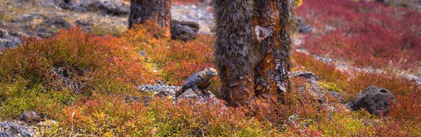 Galapagos Adaları - 24 Ağustos 2017: Endemik arazi Iguana Plaza Sur Island, Galapagos Adaları, Ekvador