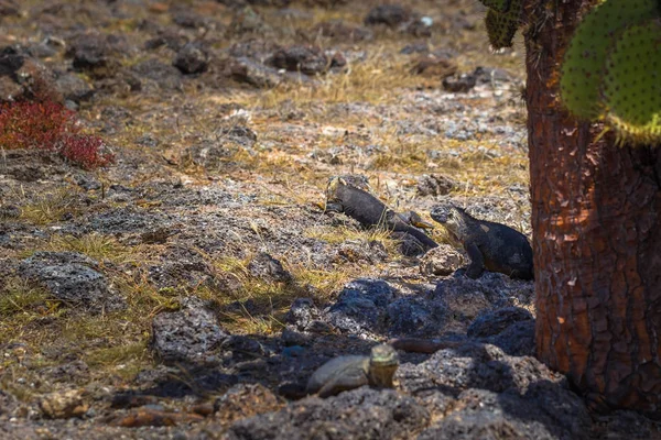 Galápagos Szigetek 2017 Augusztus Endemikus Föld Iguana Plaza Sur Sziget — Stock Fotó