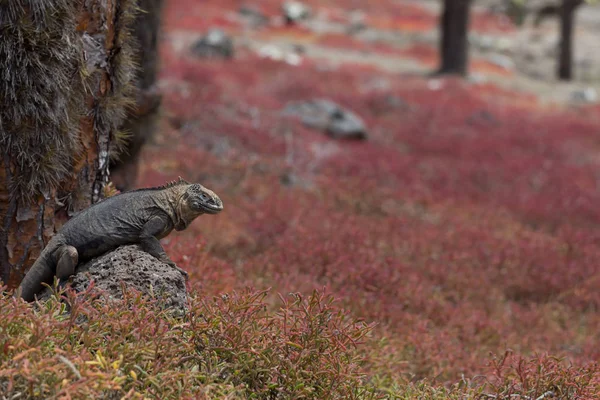 Galapagos Islands - August 24, 2017: Endemic Land Iguana in Plaz — Stock Photo, Image