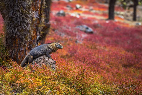 Galápagos Szigetek 2017 Augusztus Endemikus Föld Iguana Plaza Sur Sziget — Stock Fotó