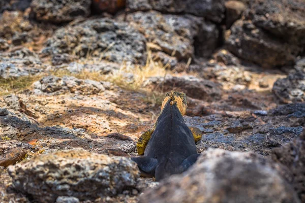 Islas Galápagos Agosto 2017 Iguana Endémica Isla Plaza Sur Islas — Foto de Stock