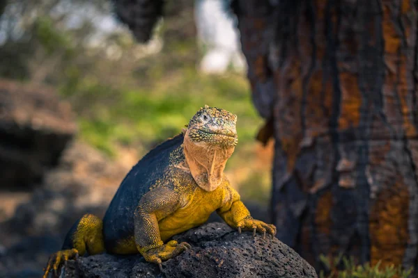 Galapagos Inseln August 2017 Endemischer Landleguan Plaza Sur Island Galapagos — Stockfoto