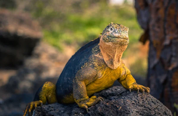 Galapagos Adaları - 24 Ağustos 2017: Endemik arazi Iguana Plaz içinde