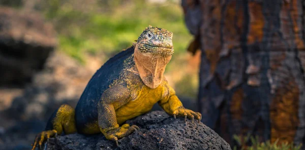 Galapagos Adaları - 24 Ağustos 2017: Endemik arazi Iguana Plaz içinde