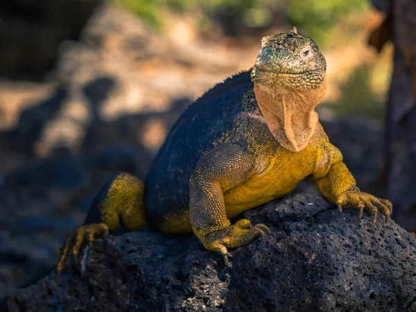 Galapágy - 24 srpna 2017: Endemické země Iguana v Plaz — Stock fotografie