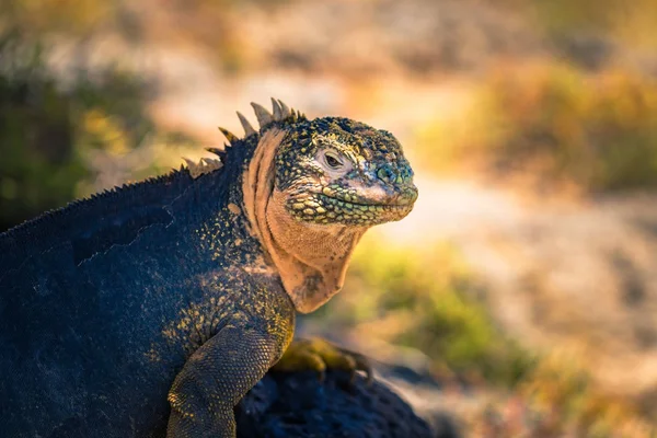Galapagos Adaları - 24 Ağustos 2017: Endemik arazi Iguana Plaza Sur Island, Galapagos Adaları, Ekvador