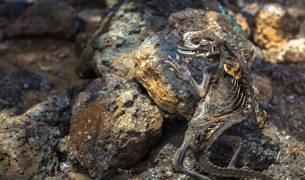 Galapagos Eilanden Augustus 2017 Dode Landleguaan Plaza Sur Eiland Galapagos — Stockfoto