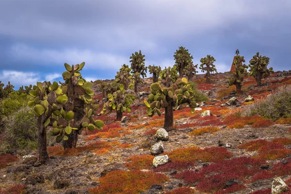 Islas Galápagos - 24 de agosto de 2017: Cactus endémicos en Pla —  Fotos de Stock