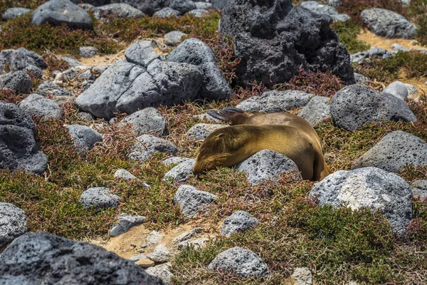 Galapagos Islands August 2017 Sealions Plaza Sur Island Galapagos Islands — Stock Photo, Image