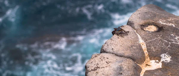 Galapagos Inseln August 2017 Krabbe Der Küste Von Plaza Sur — Stockfoto