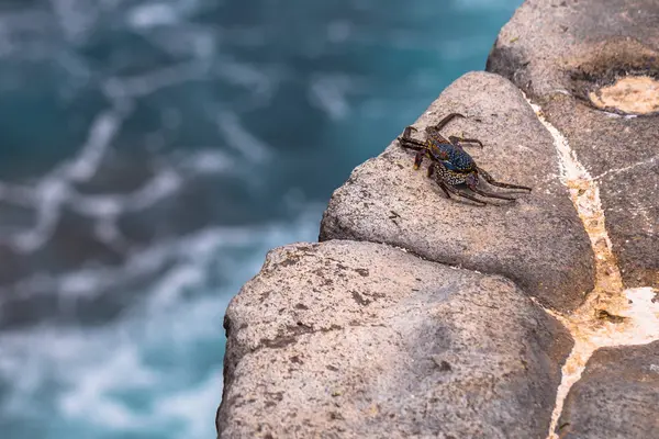 Islas Galápagos - 24 de agosto de 2017: Cangrejo en la costa de Plaza —  Fotos de Stock