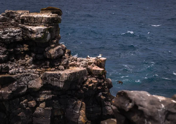 Galapagos Inseln August 2017 Toobie Vögel Der Küste Von Plaza — Stockfoto