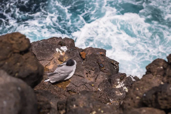 Galapagos Islands - August 24, 2017: Seagull at the coast of Pla — Stock Photo, Image