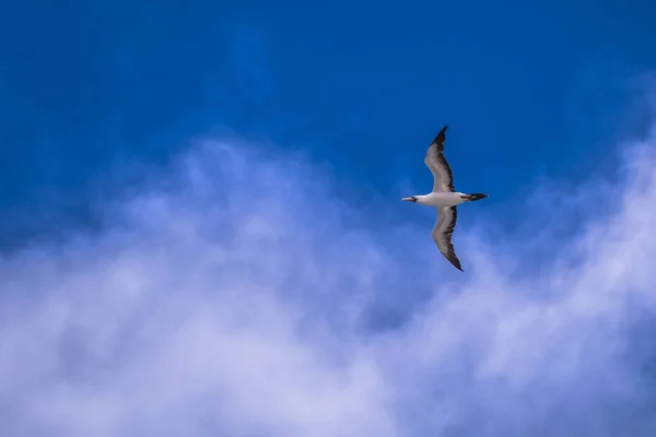 Insulele Galapagos - 24 august 2017: Boobie cu picioare albastre zboară — Fotografie, imagine de stoc