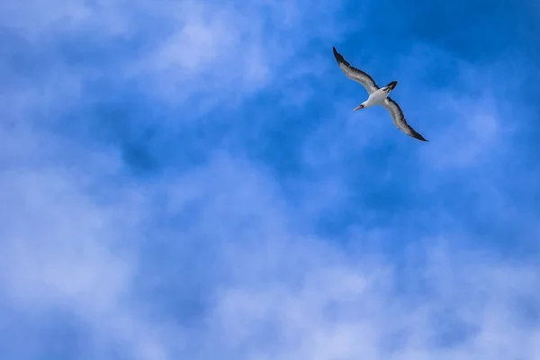 Galapagos eilanden - 24 augustus 2017: Blue-footed Boobie vliegende o — Stockfoto