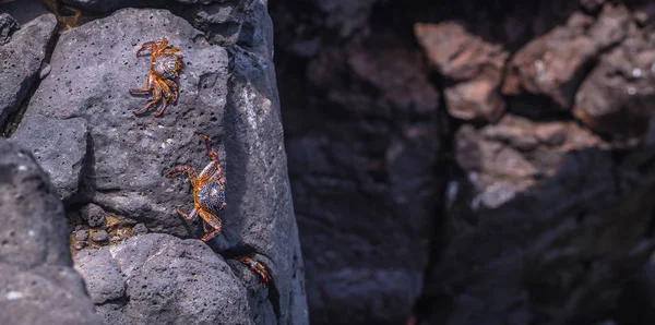Galapagos Adaları - 24 Ağustos 2017: Yengeç Plaza sahil