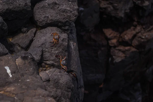 Galapagos Inseln August 2017 Krabben Der Küste Von Plaza Sur — Stockfoto