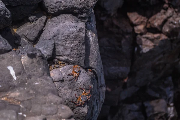 Galapagos Inseln August 2017 Krabben Der Küste Von Plaza Sur — Stockfoto