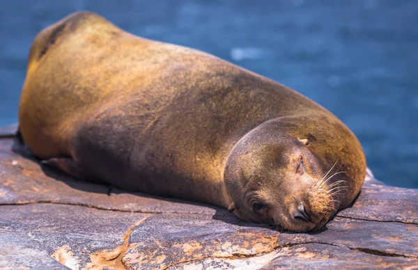 Ilhas Galápagos - 24 de agosto de 2017: Sealion dormindo na Plaza S — Fotografia de Stock