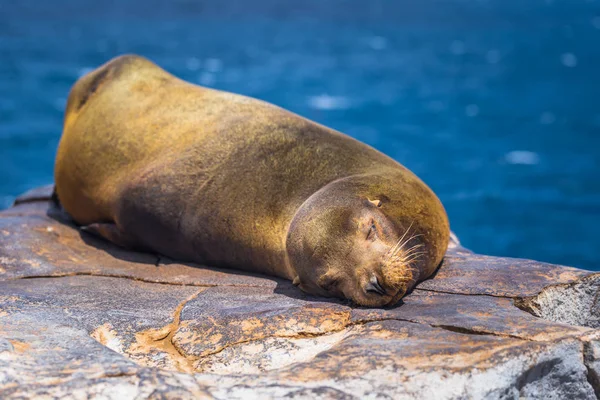 Galapagos Adaları - 24 Ağustos 2017: Plaza Sur Island, Galapagos Adaları, Ekvador uyku Sealion