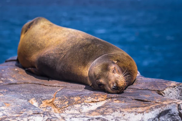 Galapagos Adaları - 24 Ağustos 2017: Plaza Sur Island, Galapagos Adaları, Ekvador uyku Sealion