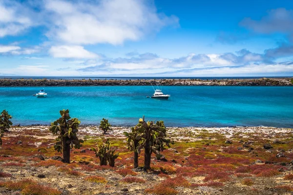 Galapagos-Inseln - 24. August 2017: Endemische Kakteen auf Plaza s — Stockfoto