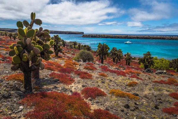 Galapagos eilanden - 24 augustus 2017: Endemisch cactussen in Plaza S — Stockfoto