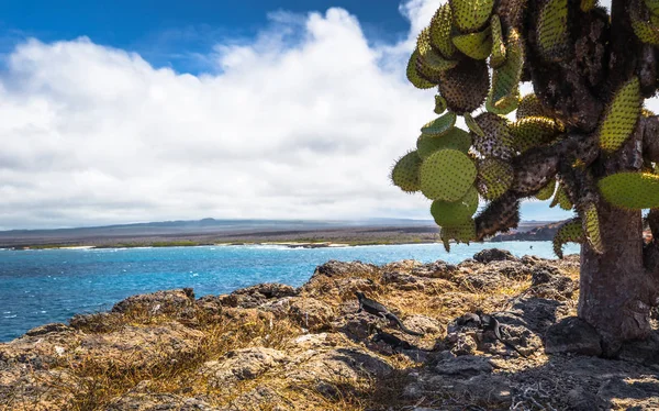 Galapagos Eilanden Augustus 2017 Endemisch Cactussen Plaza Sur Eiland Galapagos — Stockfoto