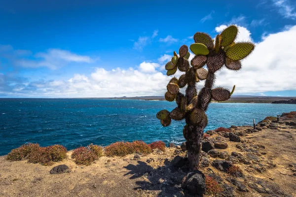 Galapagos Adaları - 24 Ağustos 2017: Endemik kaktüsler Plaza Sur Island, Galapagos Adaları, Ekvador