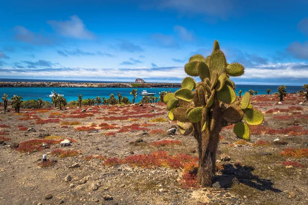 Galapagos Adaları - 24 Ağustos 2017: Endemik kaktüsler Plaza Sur Island, Galapagos Adaları, Ekvador