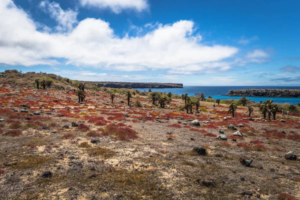 Galapagos Adaları - 24 Ağustos 2017: Endemik kaktüsler Plaza Sur Island, Galapagos Adaları, Ekvador