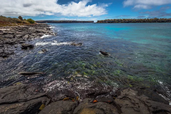 Galapagos Adaları - 24 Ağustos 2017: Yaban hayatı Plaza Sur sahil Adası, Galapagos Adaları, Ekvador