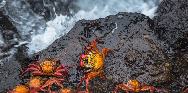 Ilhas Galápagos - 24 de agosto de 2017: Sally Lightfoot caranguejos em Pu — Fotografia de Stock