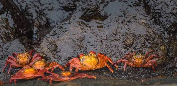 Galapagos Eilanden Augustus 2017 Sally Lightfoot Krabben Puerto Ayora Galapagos — Stockfoto