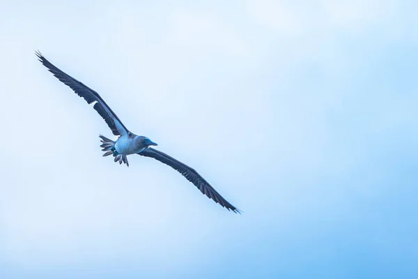 Kepulauan Galapagos - 24 Agustus 2017: Burung Boobie berkaki biru terbang — Stok Foto