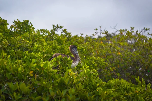 Galapagos Adaları - 24 Ağustos 2017: Pelican kuş rahatlatıcı Puerto Ayora Santa Cruz Island, Galapagos Adaları, Ekvador