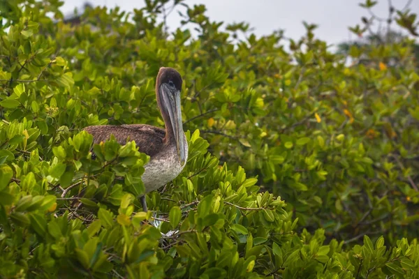Galapagos Adaları - 24 Ağustos 2017: Pelican kuş Pu içinde dinlendirici