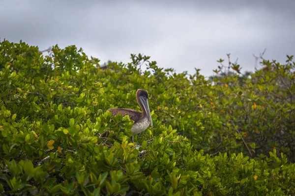 Galapagos Adaları - 24 Ağustos 2017: Pelican kuş rahatlatıcı Puerto Ayora Santa Cruz Island, Galapagos Adaları, Ekvador