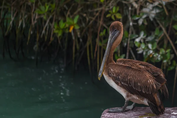 Galapagos Islands - August 24, 2017: Pelican bird relaxing in Pu — Stock Photo, Image