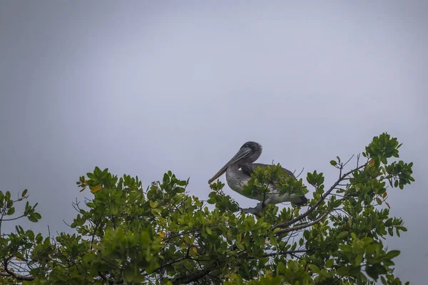 Galapagos Adaları - 24 Ağustos 2017: Pelican kuş rahatlatıcı Puerto Ayora Santa Cruz Island, Galapagos Adaları, Ekvador
