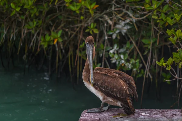 Galapagos Islands - August 24, 2017: Pelican bird relaxing in Pu — Stock Photo, Image