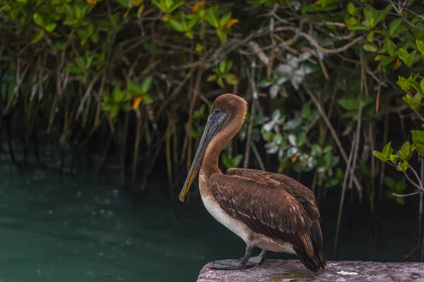 Galápagos Szigetek 2017 Augusztus Pelikán Madár Pihen Puerto Ayora Santa — Stock Fotó