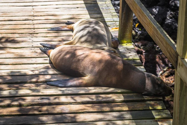 Ilhas Galápagos Agosto 2017 Sealions Descansando Ilha Isabela Ilhas Galápagos — Fotografia de Stock