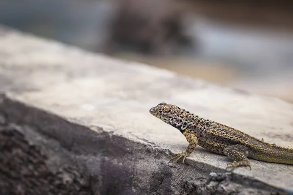 Galapagos-Inseln - 25. August 2017: Riesenlandschildkröte im — Stockfoto