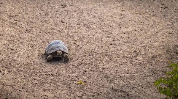 Galapagos Adaları - 25 Ağustos 2017: Dev kara kaplumbağa, kaplumbağa Islah Merkezi, Isabela Galapagos Adaları, Ekvador