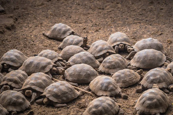 Galapagos Adaları - 25 Ağustos 2017: Dev kara kaplumbağa, kaplumbağa Islah Merkezi, Isabela Galapagos Adaları, Ekvador